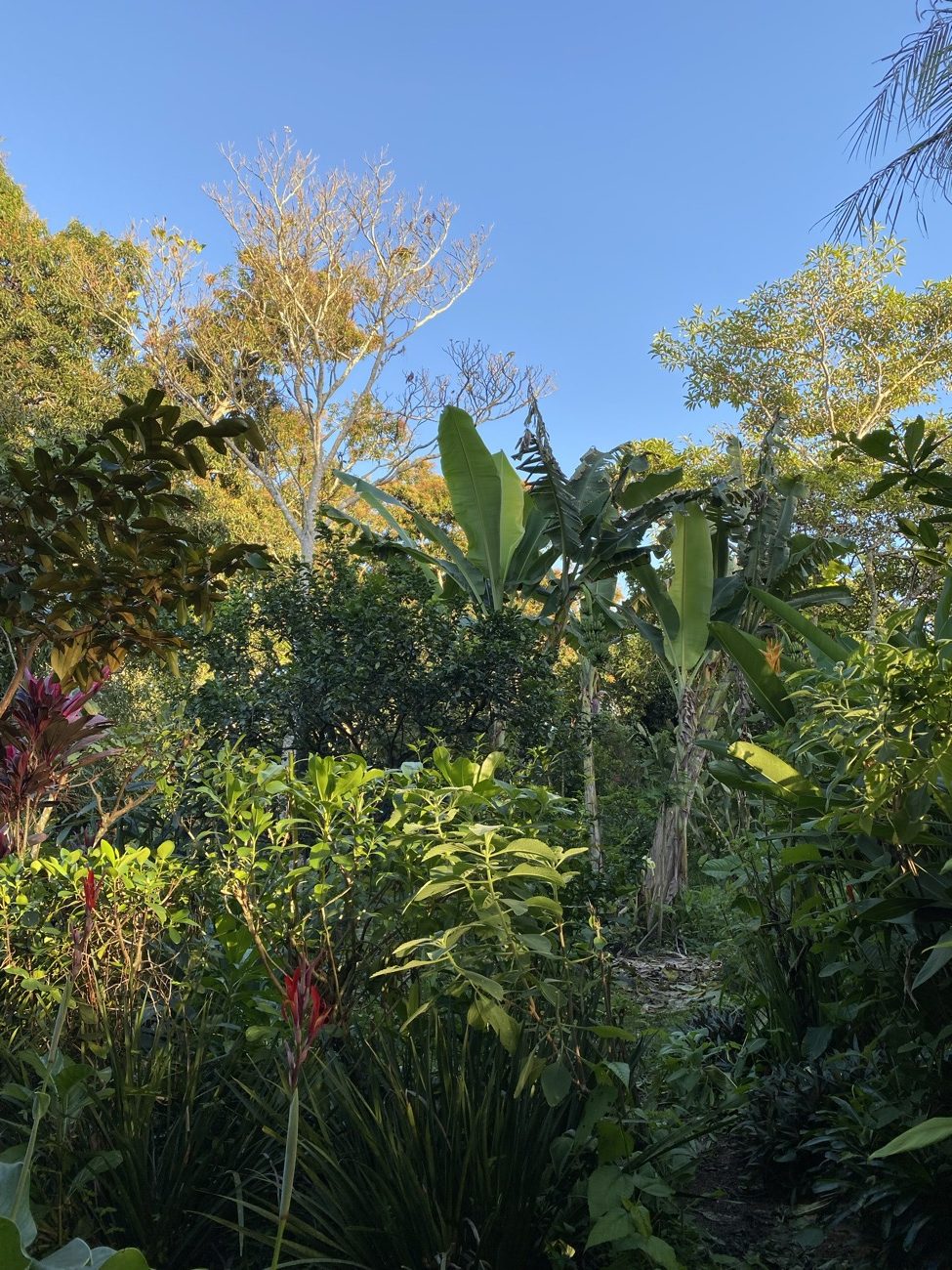 Naturaleza regenerativa en Finca Tierra Negra